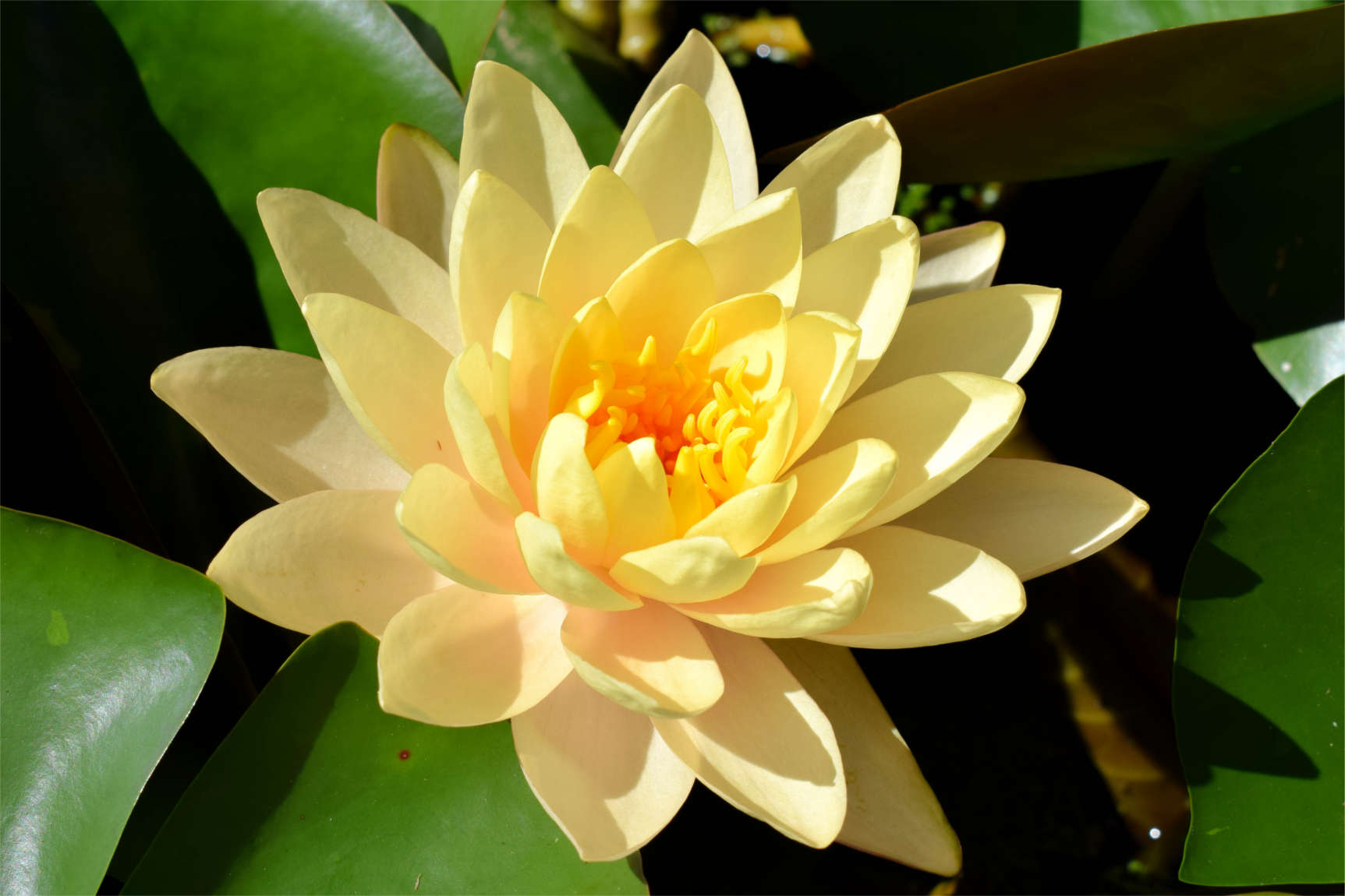 Peach Hardy Waterlily (Bareroot)