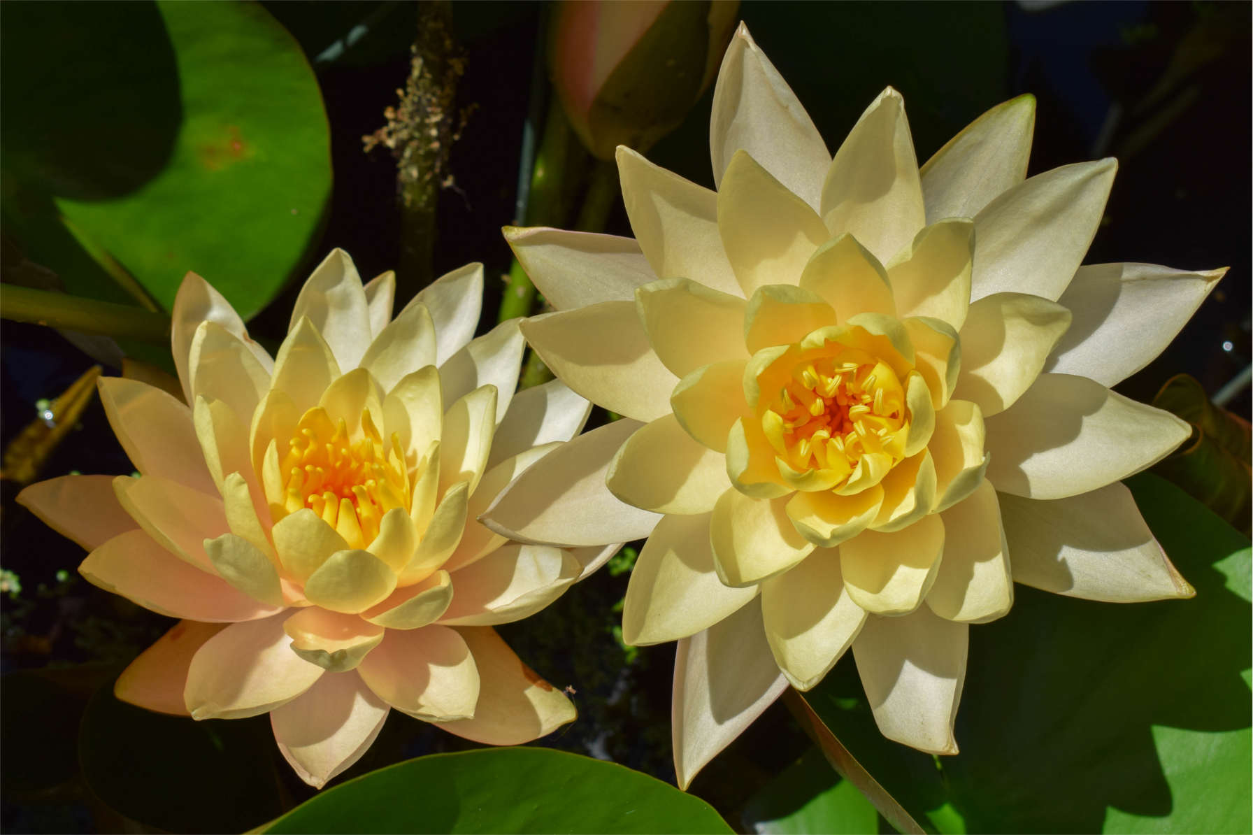 Peach Hardy Waterlily (Bareroot) - Image 3
