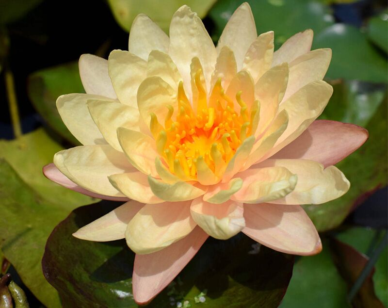 Peach Hardy Waterlily (Bareroot) - Image 2