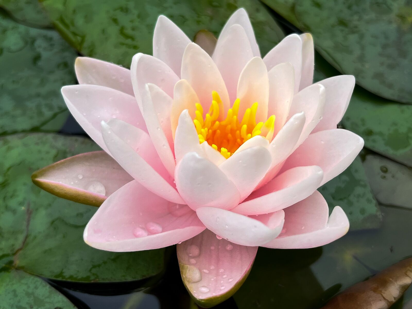 Pink Hardy Waterlily - Image 2