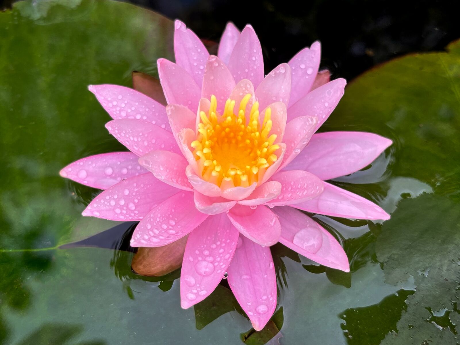 Pink Hardy Waterlily - Image 3