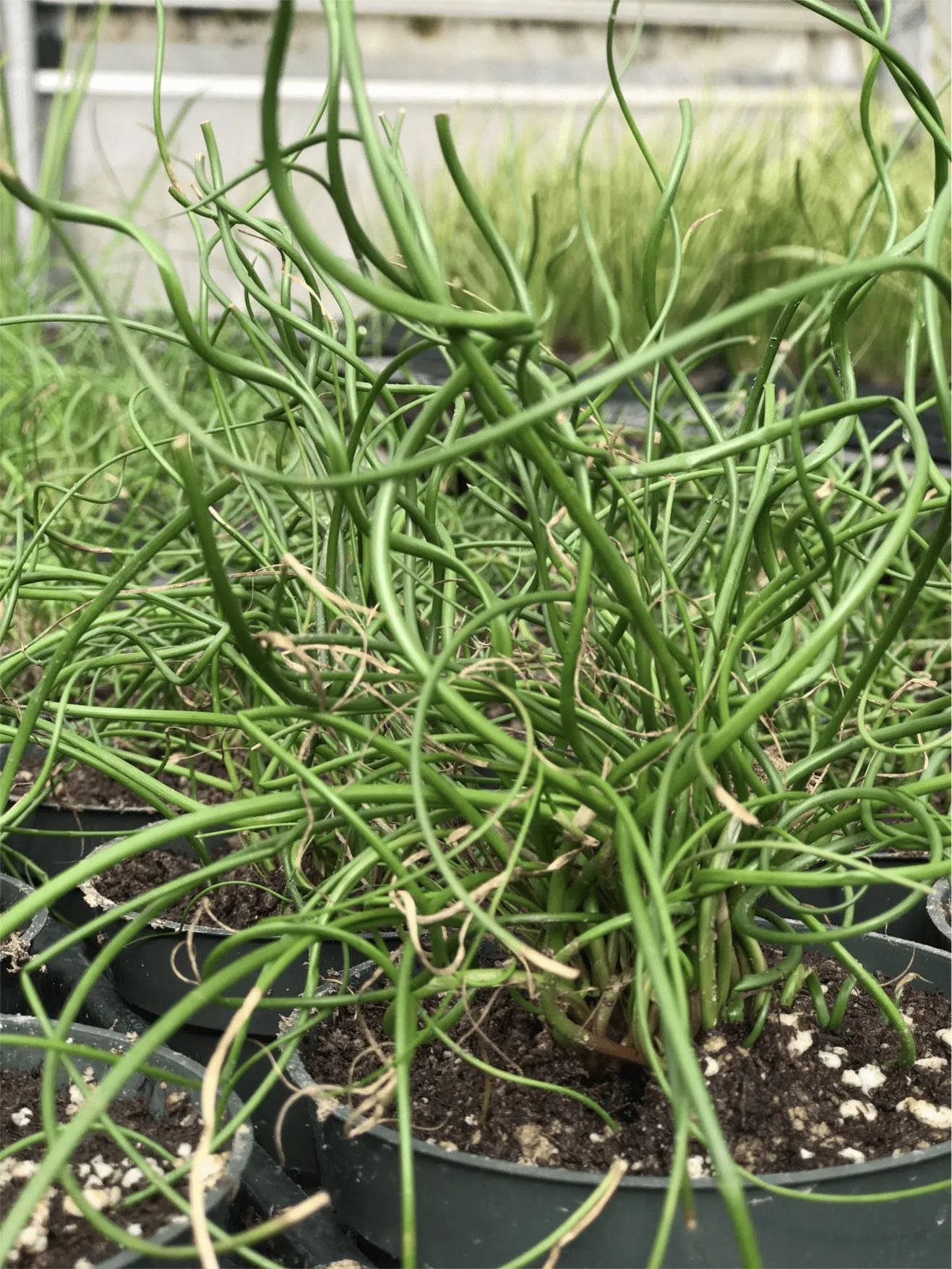 Corkscrew Rush (Bareroot) - Image 2