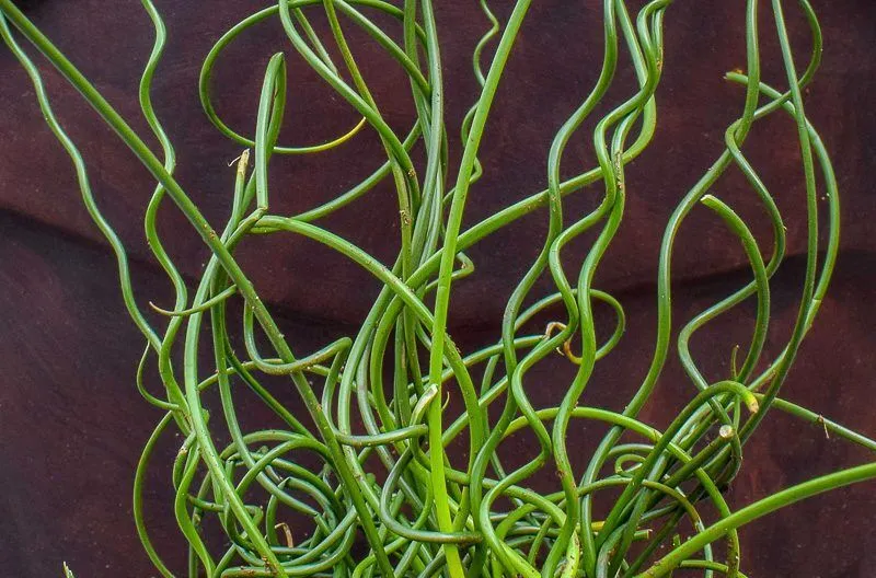Corkscrew Rush (Bareroot)