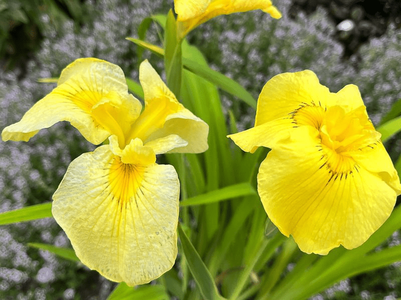 Yellow Iris
