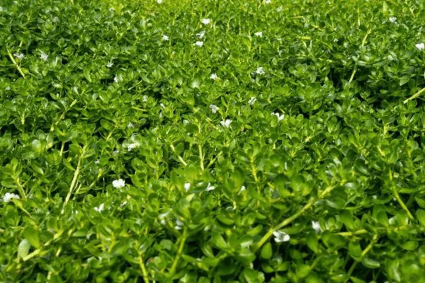 Moneywort Bacopa (Bareroot) - Image 4