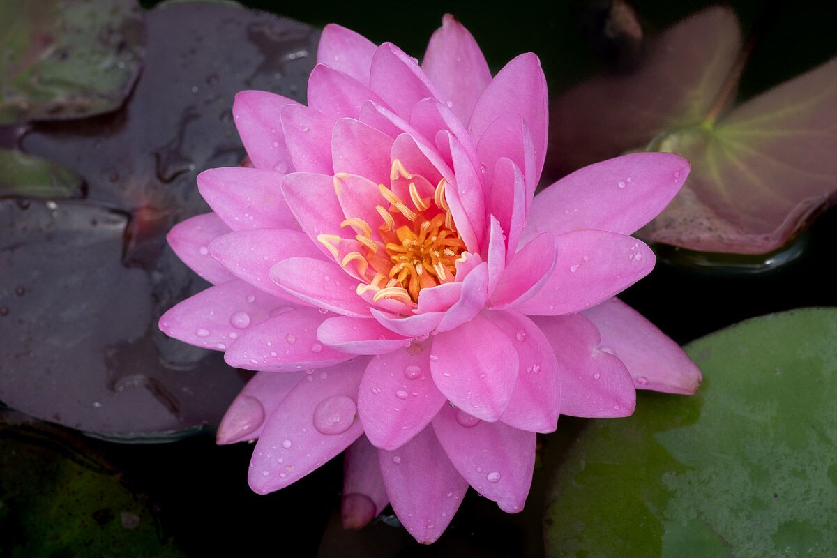 Pink Hardy Waterlily - Image 4