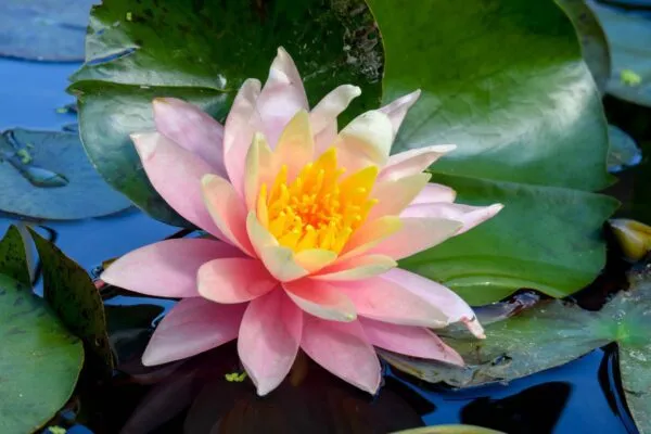 Pink Hardy Waterlily