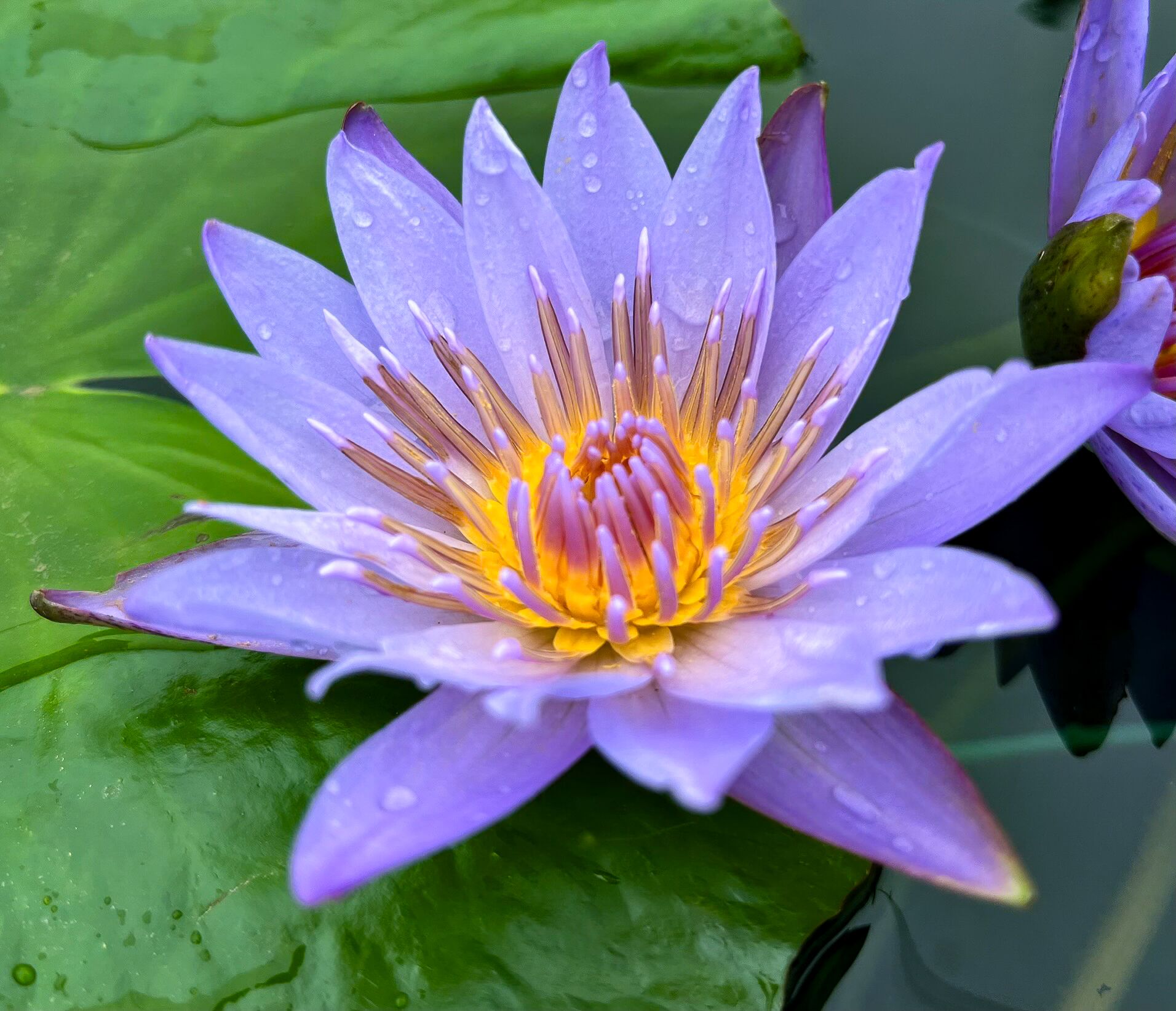 Purple Tropical Waterlily (Bareroot) - Image 3