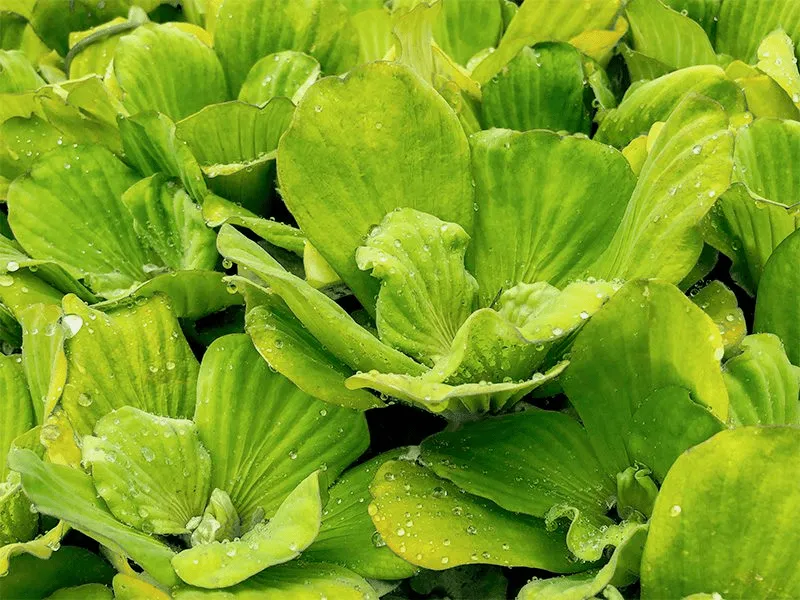 Water Lettuce Bundles (Bareroot)
