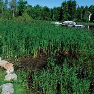 Aquatic Weed Control