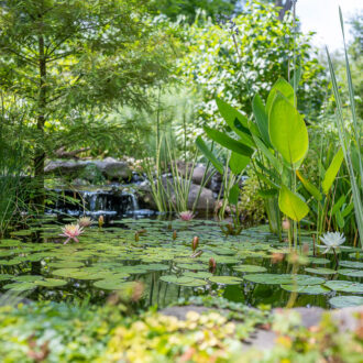 Pond Plants & Planting Supplies