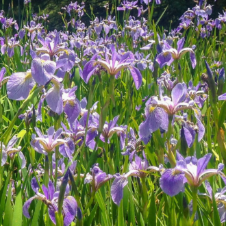 Blue Iris