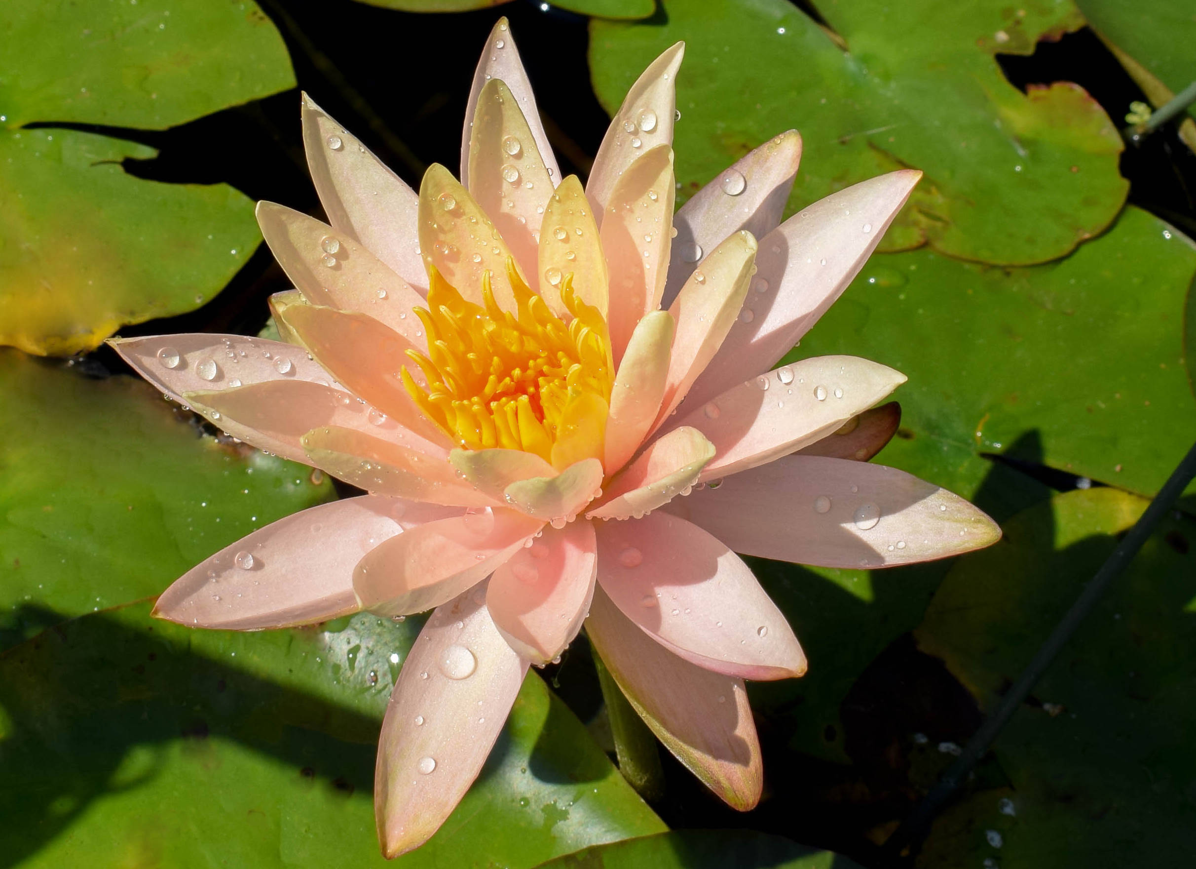 Peach Hardy Waterlily - Image 3