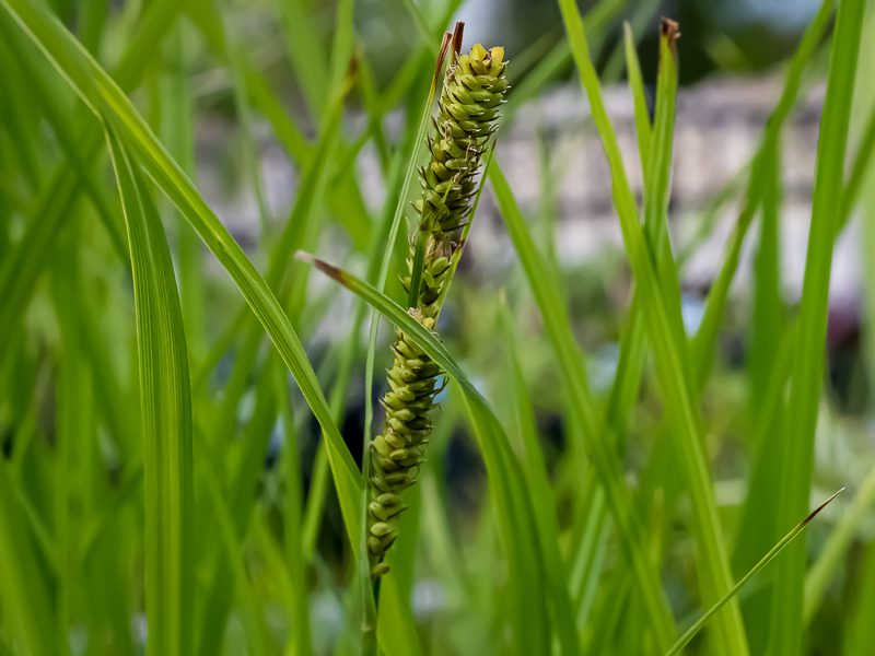 Green Sedge