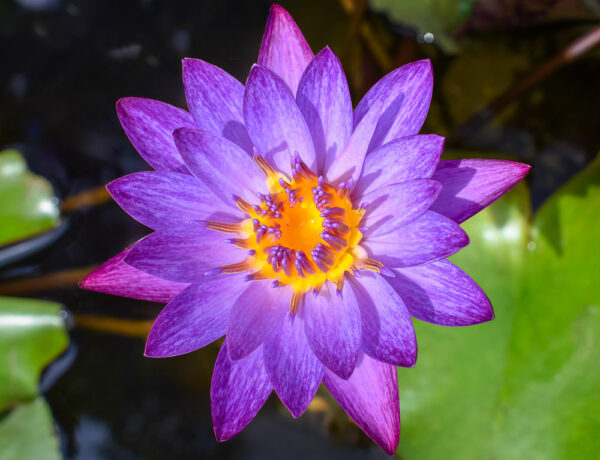 Purple Tropical Waterlily - Image 3