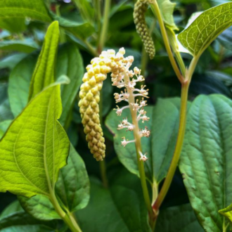 Lizard's Tail