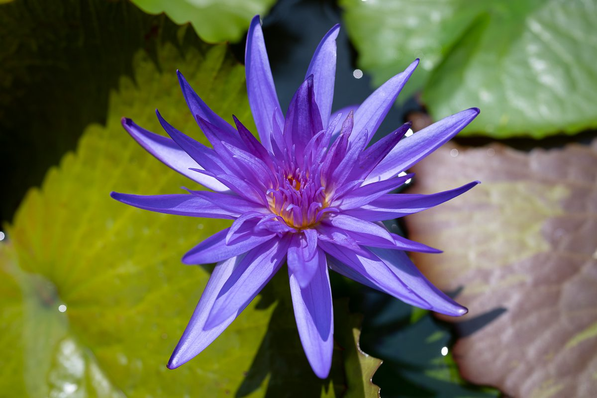 Purple Tropical Waterlily - Image 2