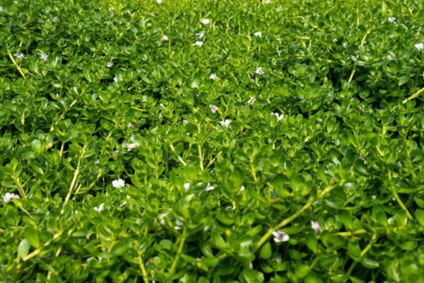 Moneywort Bacopa - Image 4