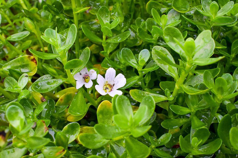 Moneywort Bacopa