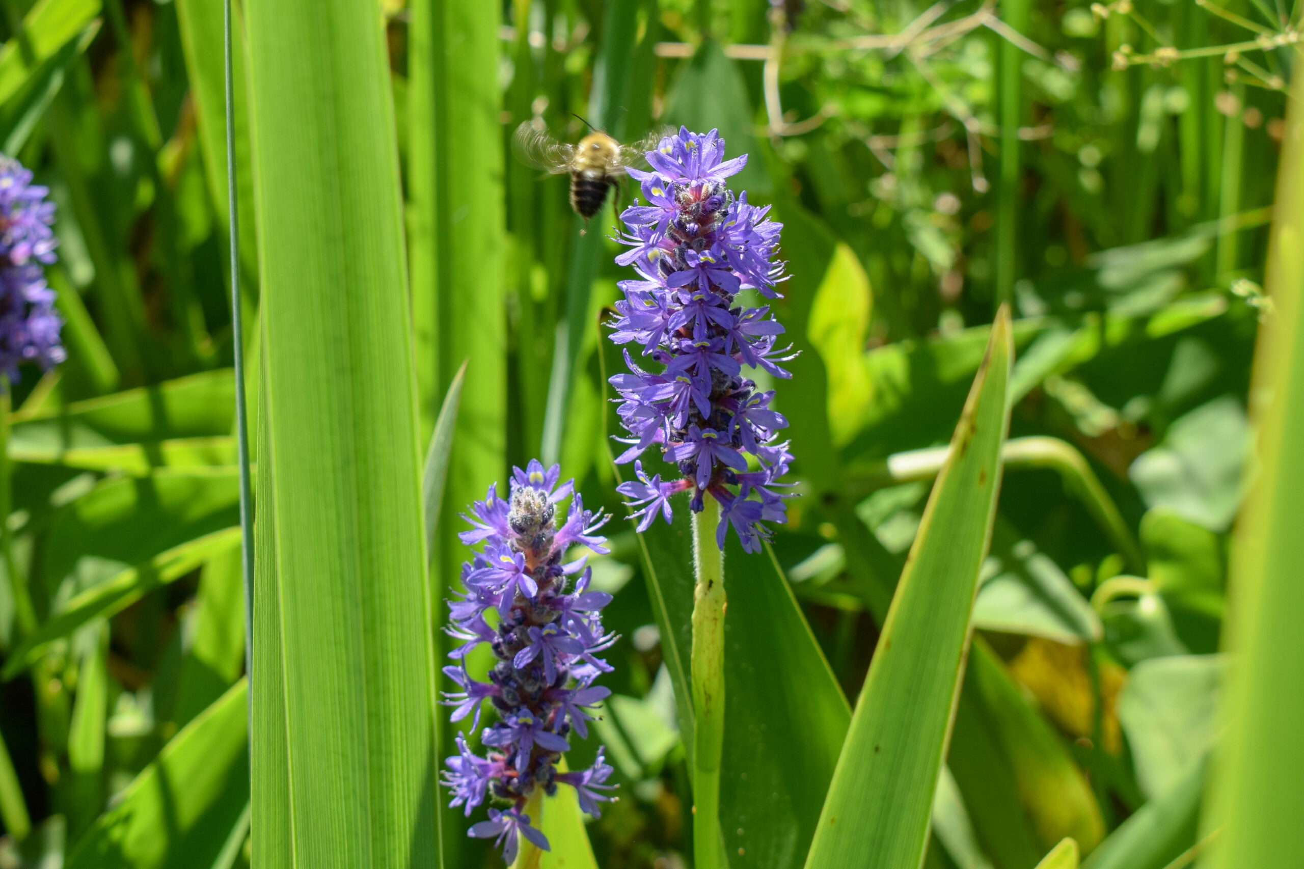 Pickerel Rush - Image 2