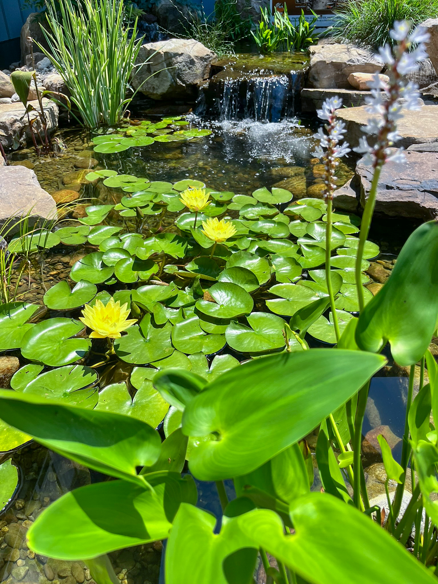 Yellow Hardy Waterlily - Image 3