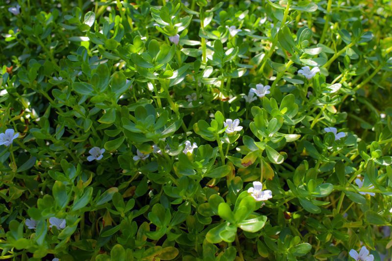 Moneywort Bacopa - Image 3