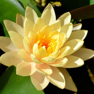 Peach Hardy Waterlily (Bareroot)