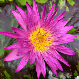 Pink Tropical Waterlily (Bareroot)