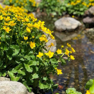 Marsh Marigold (Bareroot)