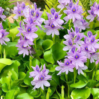 Water Hyacinth Bundles (Bareroot)