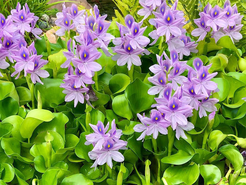 Water Hyacinth Bundles (Bareroot)