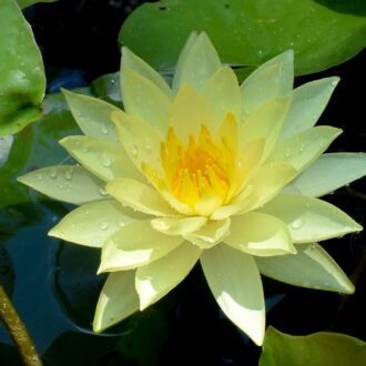 Yellow Hardy Waterlily (Bareroot)