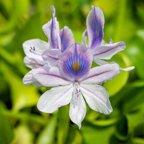 Water Hyacinth Bundles (Bareroot) - Image 2