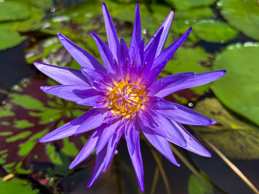 Purple Tropical Waterlily (Bareroot) - Image 2