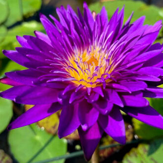 Purple Tropical Waterlily (Bareroot)
