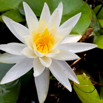 White Hardy Waterlily (Bareroot)