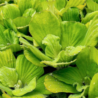 Water Lettuce Bundles (Bareroot)