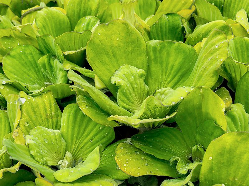 Water Lettuce Bundles (Bareroot)