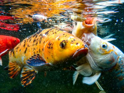 Fish with Krunchies low-res