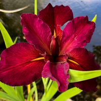 Red-Velvet-Elvis-2-Low-res.jpg